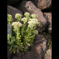 Orpin x September Glut - Sedum spectabilis (fam Crassulacees) (1)